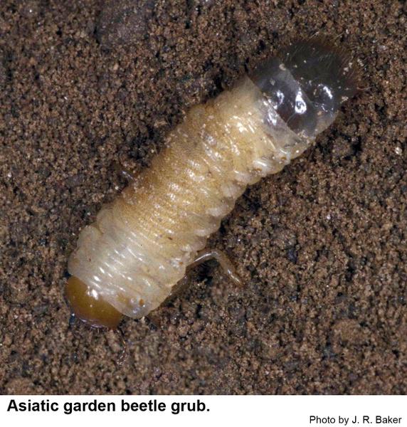 Asiatic garden beetle grubs